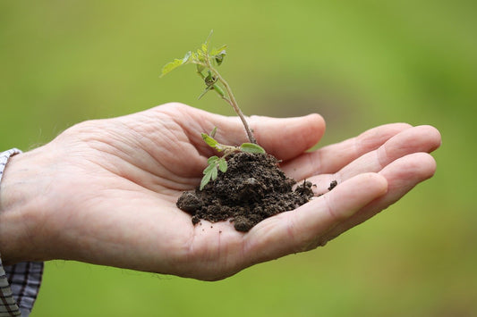 Create Your Own Green Oasis: Transform Your Home with Plants That Speak to You