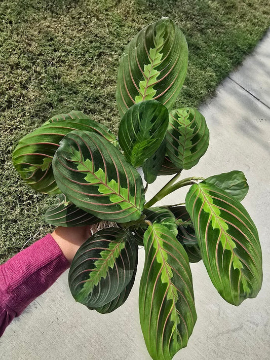 All About the Maranta Red Prayer Plant