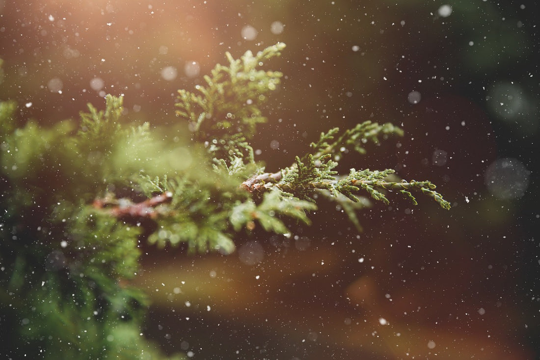 Seasonal Plant Care: Preparing Your Indoor Garden for Winter
