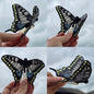 Black Swallowtail Hairclip