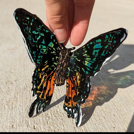 Madagascan Sunset Moth
